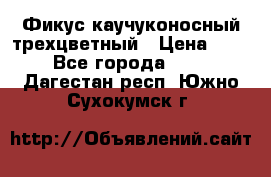 Фикус каучуконосный трехцветный › Цена ­ 500 - Все города  »    . Дагестан респ.,Южно-Сухокумск г.